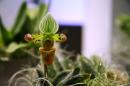 orchidees senat 007 * 4368 x 2912 * (4.68MB)